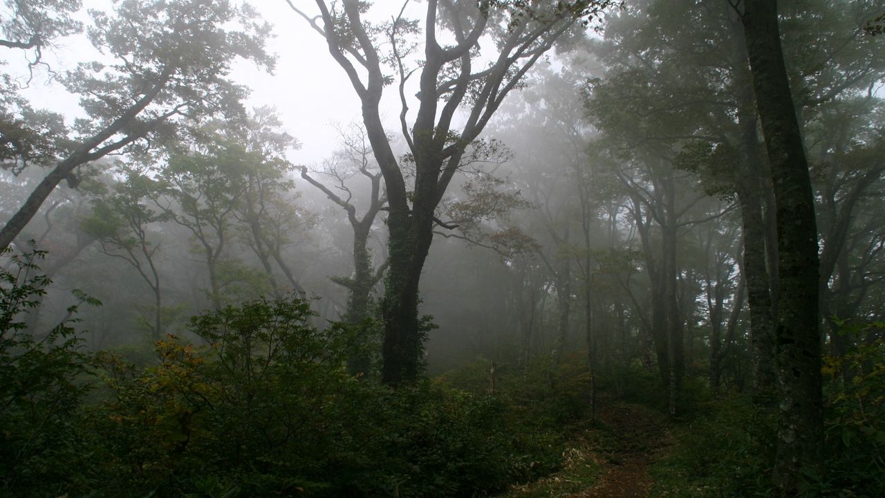 Обои лес, тропа, деревья, туман, мгла, тайна, мистика, утро