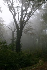 Превью обои лес, тропа, деревья, туман, мгла, тайна, мистика, утро