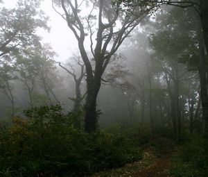 Превью обои лес, тропа, деревья, туман, мгла, тайна, мистика, утро