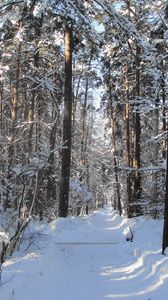 Превью обои лес, тропа, деревья, зима, снег, тень, просветы