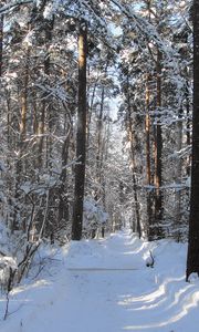 Превью обои лес, тропа, деревья, зима, снег, тень, просветы