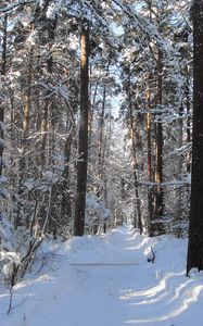 Превью обои лес, тропа, деревья, зима, снег, тень, просветы