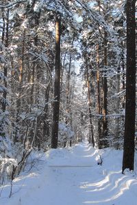 Превью обои лес, тропа, деревья, зима, снег, тень, просветы