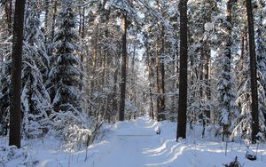 Превью обои лес, тропа, деревья, зима, снег, тень, просветы