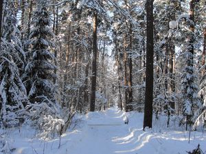 Превью обои лес, тропа, деревья, зима, снег, тень, просветы