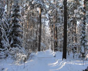 Превью обои лес, тропа, деревья, зима, снег, тень, просветы