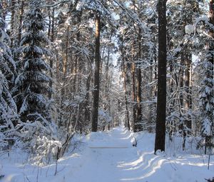 Превью обои лес, тропа, деревья, зима, снег, тень, просветы