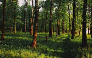 Превью обои лес, тропа, дорожка, зеленый, деревья, тени, травинки, тишина