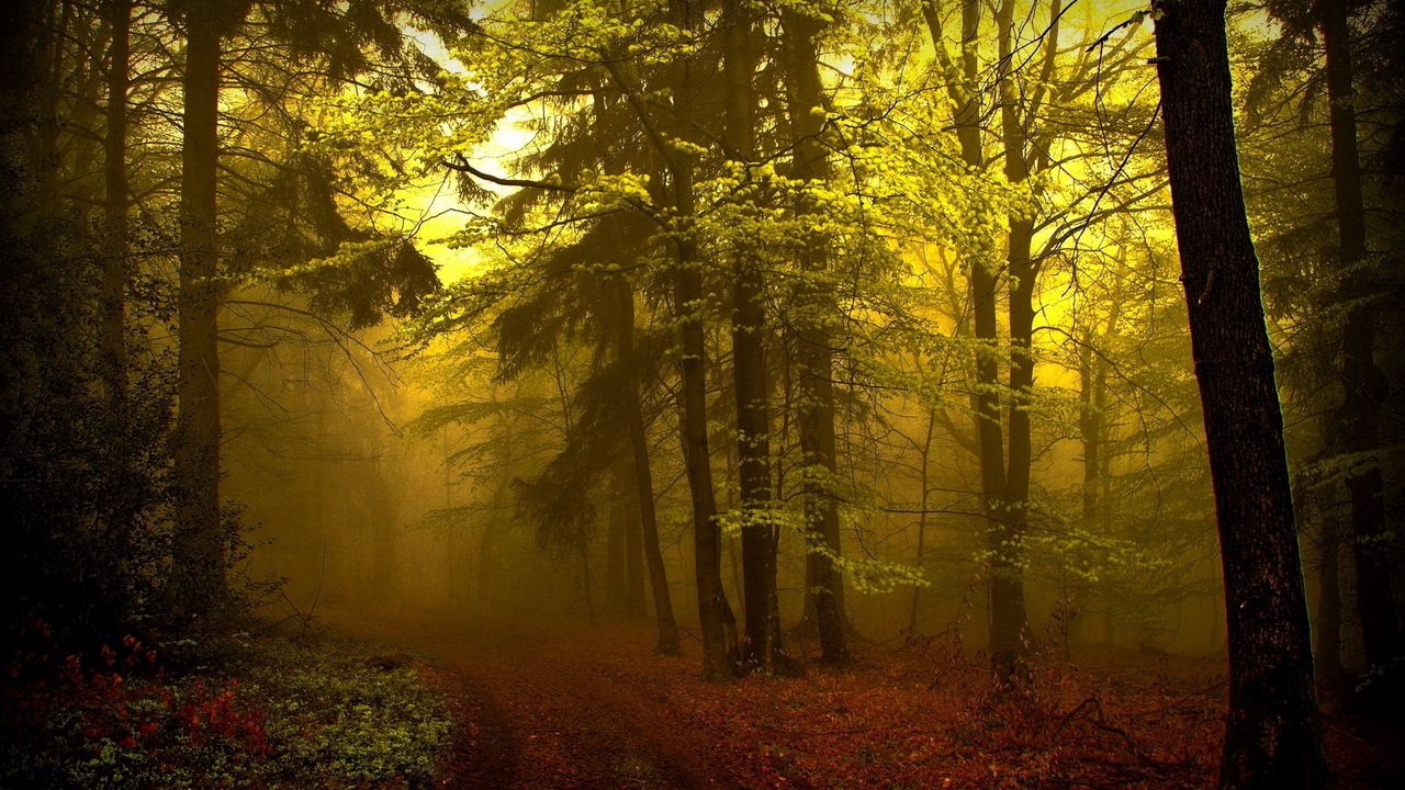 Обои лес, тропа, мгла, туман, деревья, молодняк, таинственные
