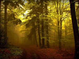 Превью обои лес, тропа, мгла, туман, деревья, молодняк, таинственные