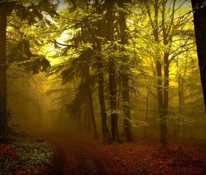Превью обои лес, тропа, мгла, туман, деревья, молодняк, таинственные