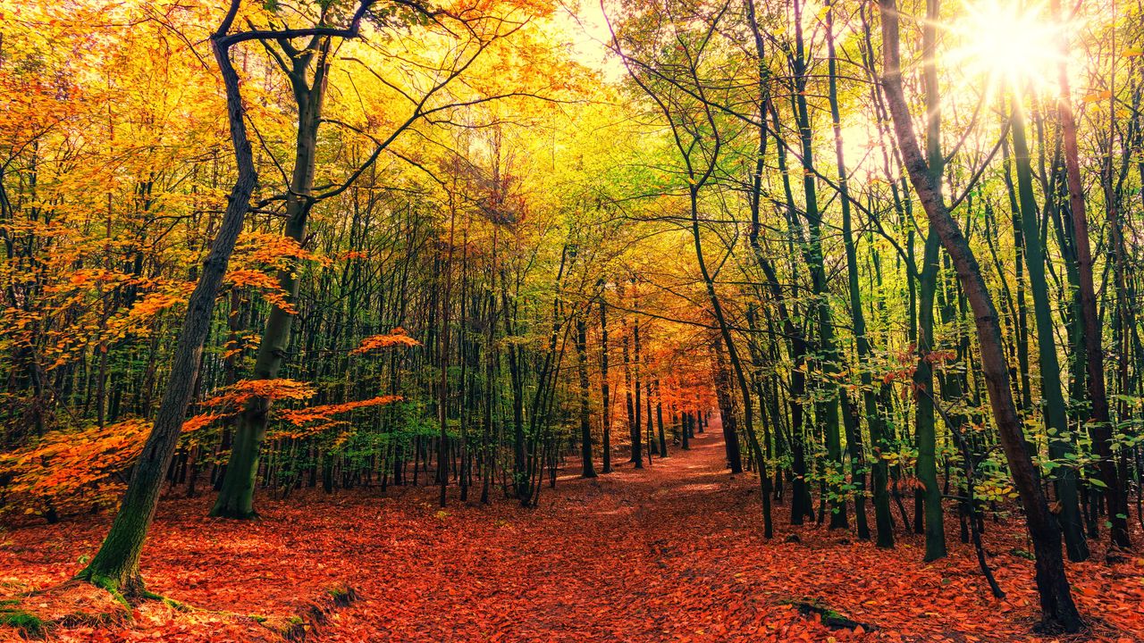 Обои лес, тропа, осень, деревья, листья, опавшие