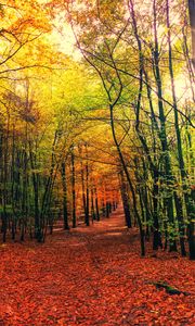 Превью обои лес, тропа, осень, деревья, листья, опавшие