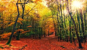 Превью обои лес, тропа, осень, деревья, листья, опавшие