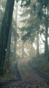 Превью обои лес, тропа, туман, пейзаж