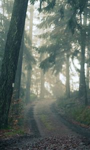 Превью обои лес, тропа, туман, пейзаж