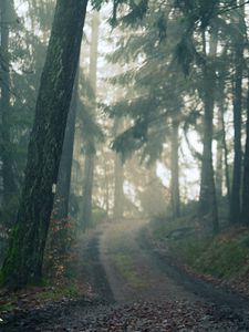 Превью обои лес, тропа, туман, пейзаж