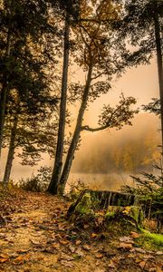 Превью обои лес, тропинка, деревья, трава, hdr