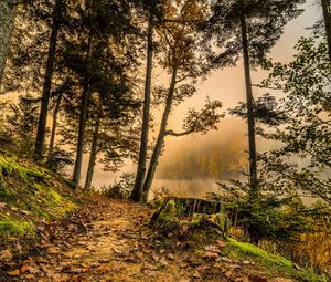 Превью обои лес, тропинка, деревья, трава, hdr