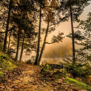 Превью обои лес, тропинка, деревья, трава, hdr