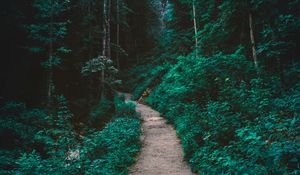 Превью обои лес, тропинка, деревья