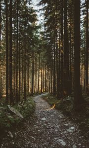 Превью обои лес, тропинка, деревья, солнечный свет