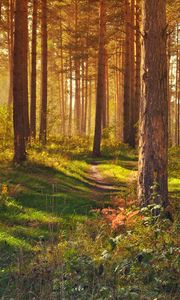 Превью обои лес, тропинка, деревья, пейзаж, лето