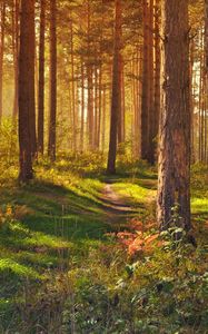 Превью обои лес, тропинка, деревья, пейзаж, лето