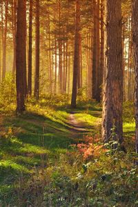 Превью обои лес, тропинка, деревья, пейзаж, лето
