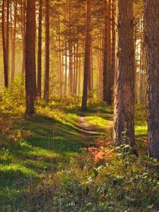 Превью обои лес, тропинка, деревья, пейзаж, лето