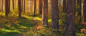 Превью обои лес, тропинка, деревья, пейзаж, лето