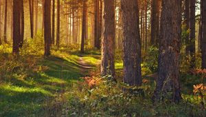 Превью обои лес, тропинка, деревья, пейзаж, лето