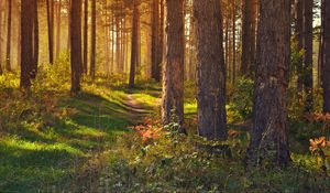 Превью обои лес, тропинка, деревья, пейзаж, лето