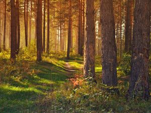 Превью обои лес, тропинка, деревья, пейзаж, лето