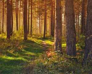 Превью обои лес, тропинка, деревья, пейзаж, лето