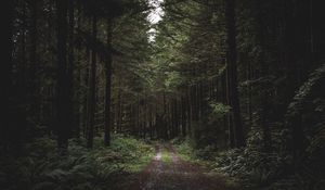 Превью обои лес, тропинка, деревья, трава, вечер