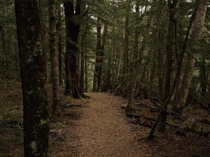 Превью обои лес, тропинка, деревья, осень, листва