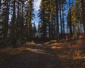 Превью обои лес, тропинка, деревья, сосны, природа