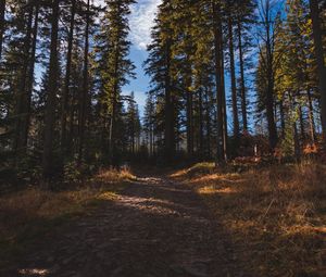 Превью обои лес, тропинка, деревья, сосны, природа