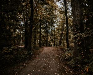 Превью обои лес, тропинка, деревья, осень, природа