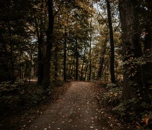 Превью обои лес, тропинка, деревья, осень, природа