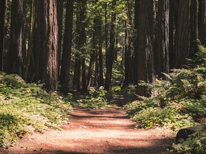 Превью обои лес, тропинка, деревья, хвойный, природа