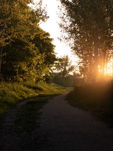Превью обои лес, тропинка, деревья, лучи, закат