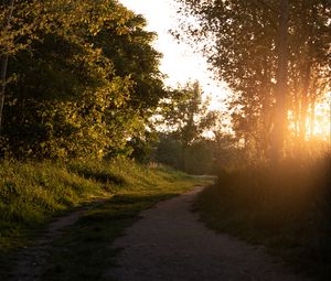 Превью обои лес, тропинка, деревья, лучи, закат