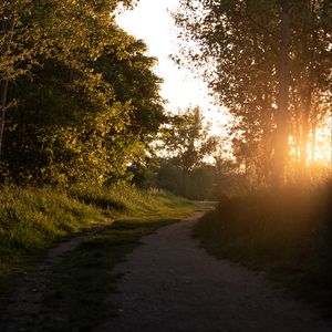 Превью обои лес, тропинка, деревья, лучи, закат