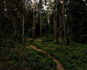 Превью обои лес, тропинка, деревья, трава, ветки