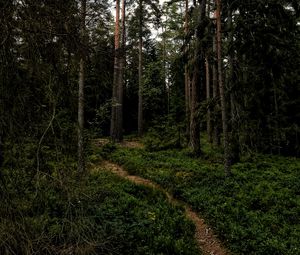 Превью обои лес, тропинка, деревья, трава, ветки