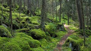 Превью обои лес, тропинка, деревья, мох