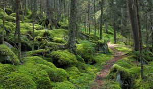 Превью обои лес, тропинка, деревья, мох
