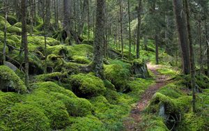 Превью обои лес, тропинка, деревья, мох